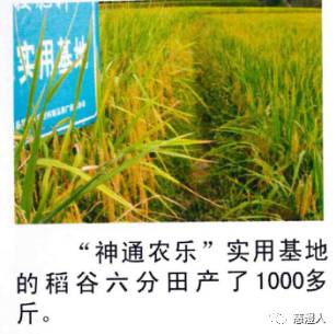 北京神通農(nóng)樂生物高科技技術(shù)轉(zhuǎn)讓 綠色農(nóng)業(yè)的創(chuàng)新驅(qū)動(dòng)
